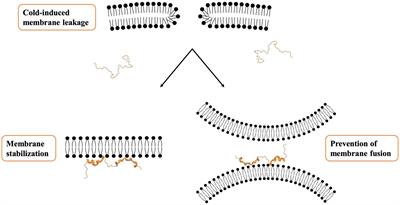 Physiological, Structural, and Functional Insights Into the Cryoprotection of Membranes by the Dehydrins